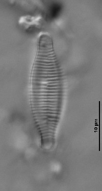 Image of Fragilaria virescens
