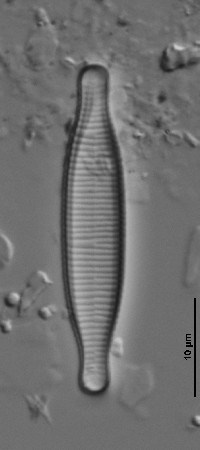 Fragilaria virescens image