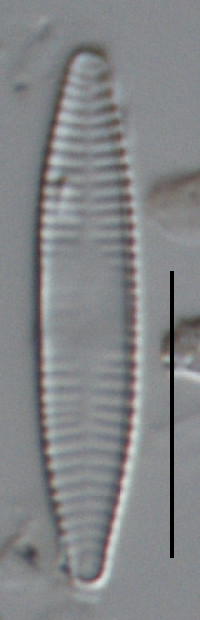 Fragilaria capucina image