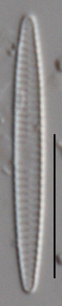 Fragilaria capucina image