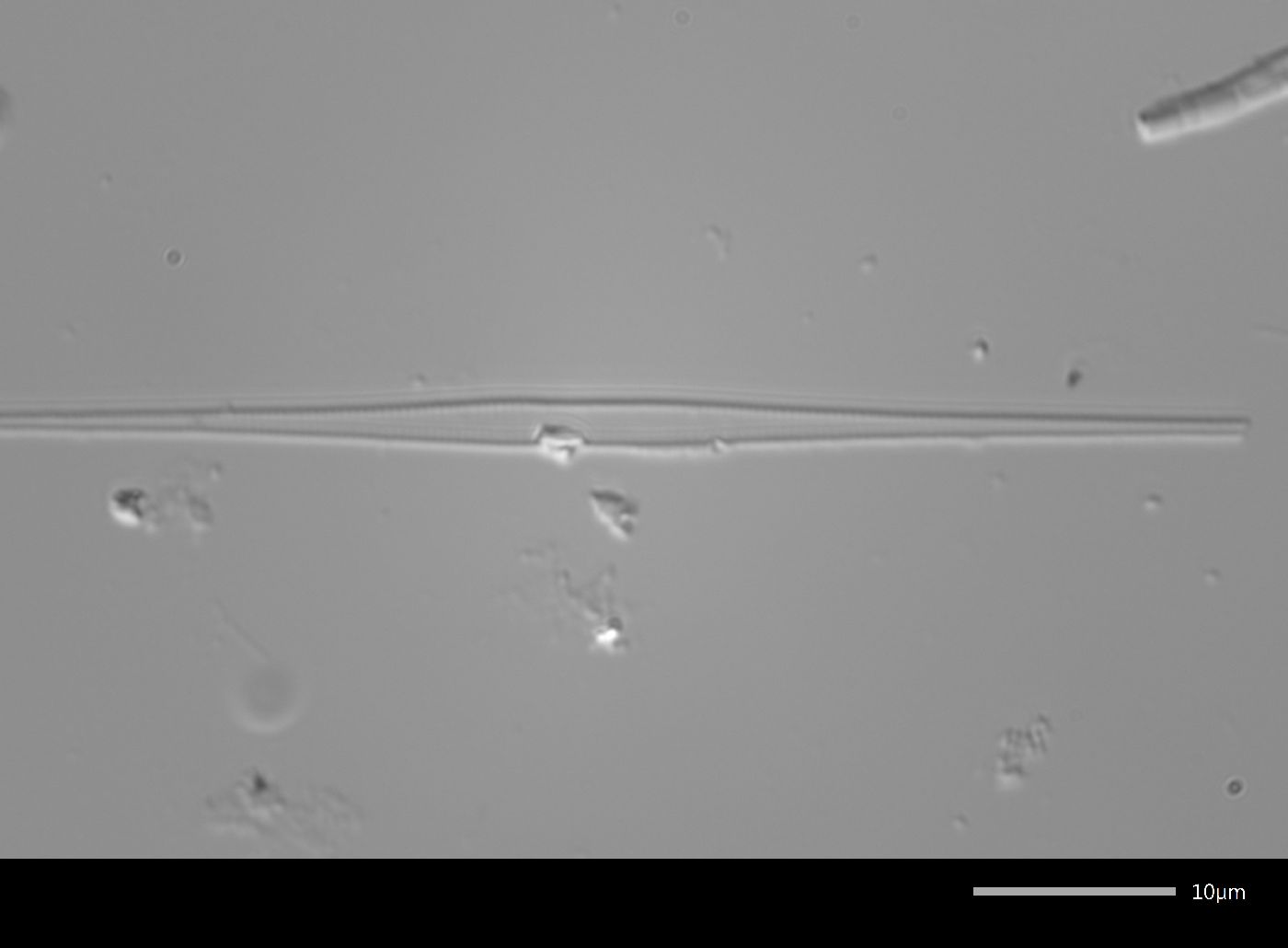 Fragilaria sepes image