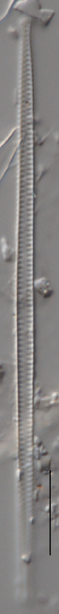 Image of Fragilaria tenera