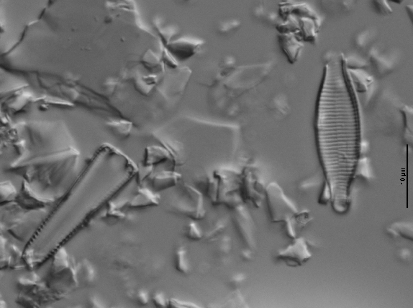 Fragilariforma virescens image