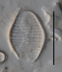 Image of Fragilariforma virescens