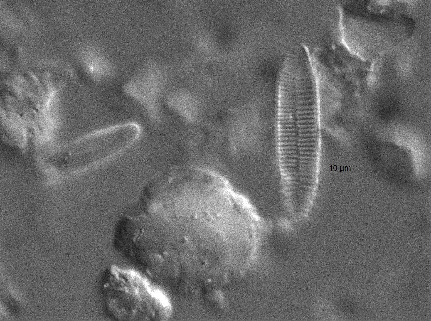Fragilariforma nitzschioides image