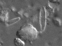 Fragilariforma nitzschioides image