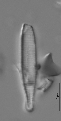 Fragilariforma virescens image
