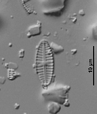 Geissleria acceptata image