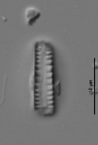 Geissleria acceptata image