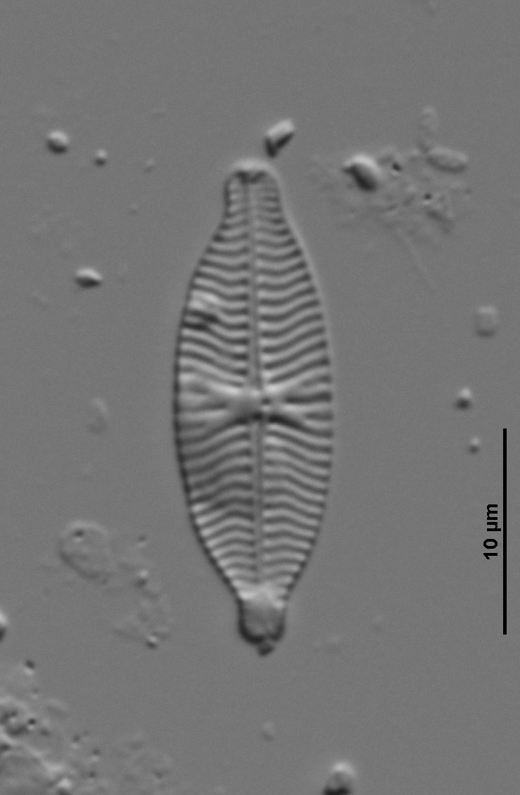 Geissleria decussis image