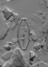 Geissleria lateropunctata image