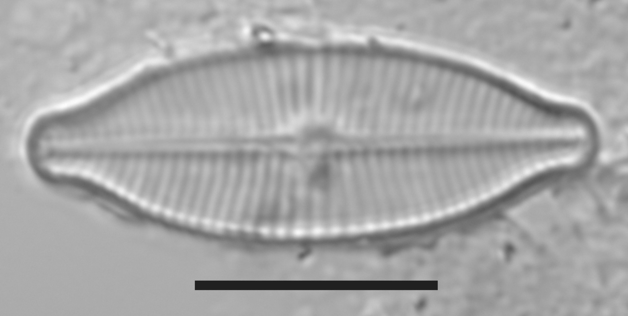 Geissleria lateropunctata image