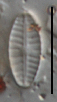 Geissleria acceptata image