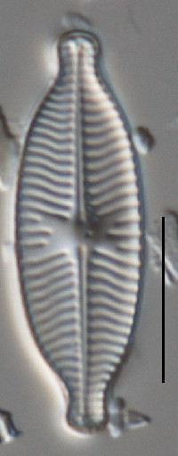 Geissleria decussis image