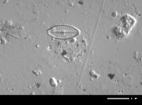 Geissleria kriegeri image