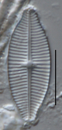 Geissleria lateropunctata image