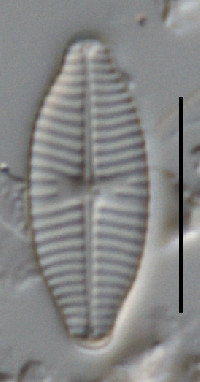 Image of Geissleria punctifera