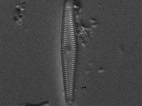 Gomphonema amerhombicum image