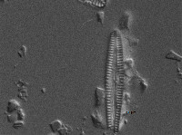 Gomphonema amerhombicum image