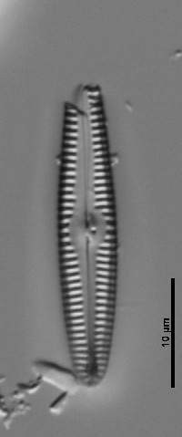 Gomphonema amerhombicum image