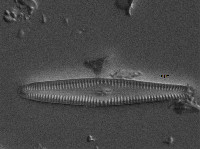 Gomphonema amerhombicum image