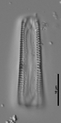 Gomphonema amerhombicum image