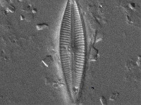 Gomphonema amoenum image