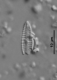 Gomphonema angustatum image