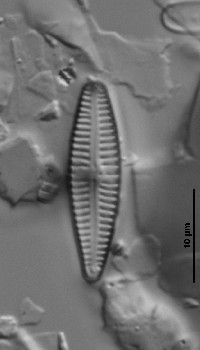 Gomphonema angustatum image