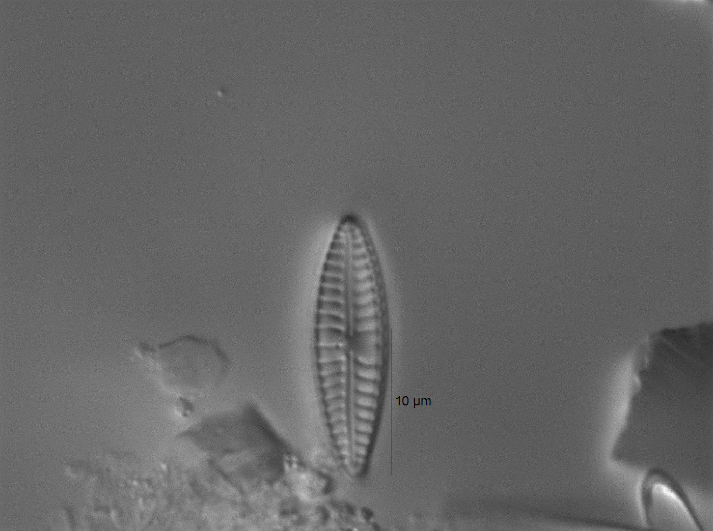 Gomphonema pelisteriense image