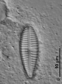 Gomphonema pseudoaugur image