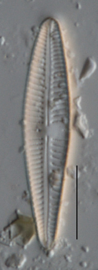 Gomphonema angustatum image