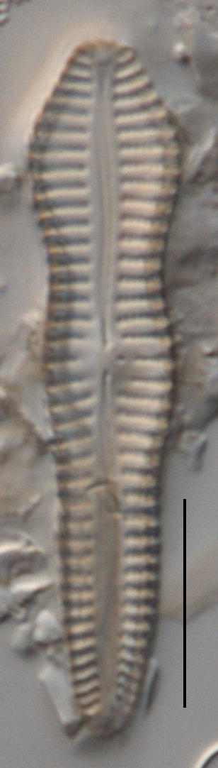 Gomphonema brebissonii image