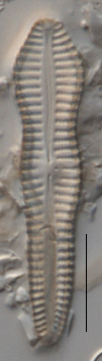 Image of Gomphonema brebissonii