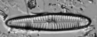 Image of Gomphonema clavatum