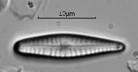 Gomphonema minutum image