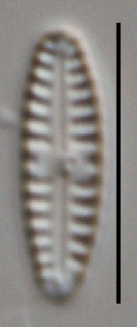 Gomphonema minutum image