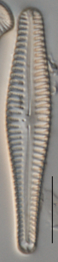 Gomphonema subclavatum image
