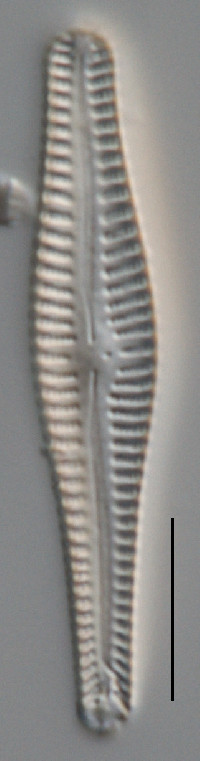 Gomphonema subclavatum image