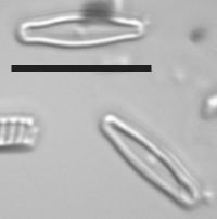 Gomphosphenia praegnans image