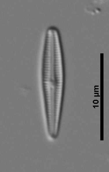 Rhoicospheniaceae image