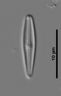 Image of Gomphosphenia stoermeri