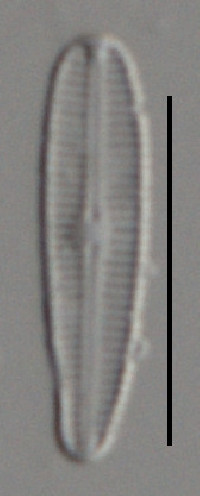 Gomphosphenia americana image