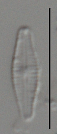 Gomphosphenia praegnans image