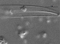 Gyrosigma sciotoense image