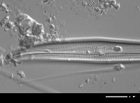 Gyrosigma sciotoense image