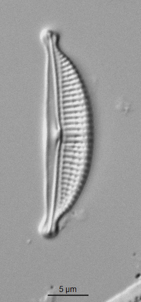 Halamphora ghanensis image