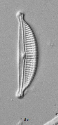 Image of Halamphora ghanensis