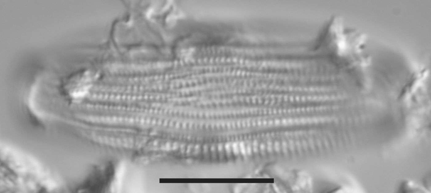Halamphora acutiuscula image