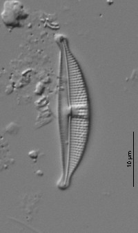 Image of Halamphora bicapitata
